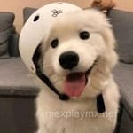 Avatar de Javier Pérez